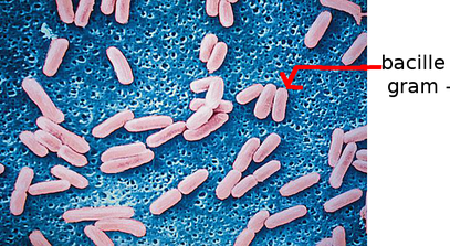 Les différents types de bactéries - Les Antibiotiques